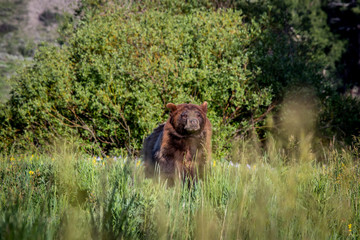 Brown Bear 