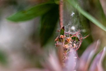 a closeup shoot to green plant with interesting shape - spider webs on it with blurry side objects