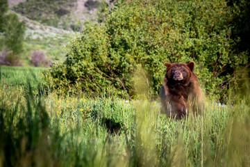 Brown Bear 3