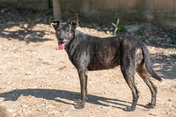 Sterilized street dog with a tag on the ear