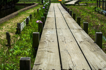 咲き始めの菖蒲園