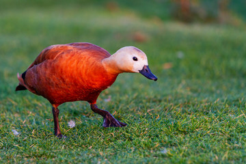 beautiful duck at sunset walks on the grass