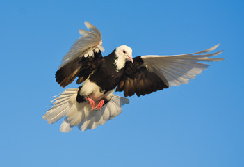 Pigeon flying on blue sky. 