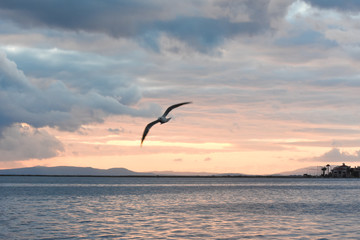 Seagulls flying cloudy sky at sunset.