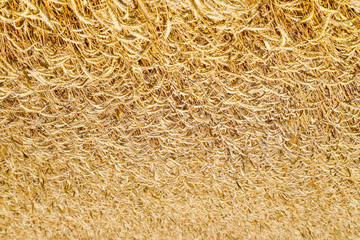 field of wheat