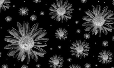 White chamomile flower head over black background.