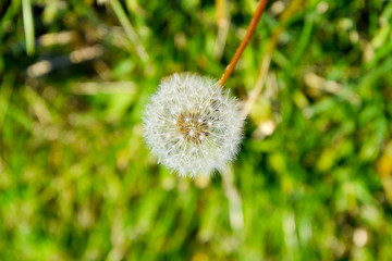 Ripened dandelion seeds. Fluffy dandelion. Dandelion in the meadow.
