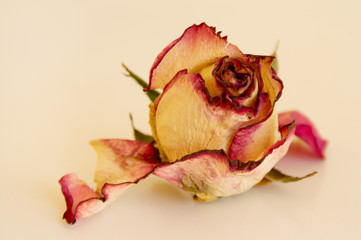 Faded rose isolated