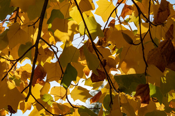 Yellow bright autumn leaves background