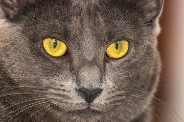 Beautiful Chartreux breed cat