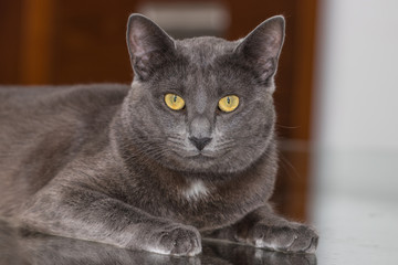 Beautiful Chartreux breed cat