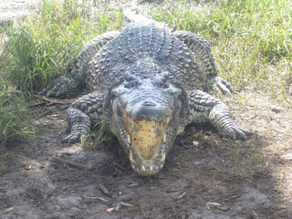Crocodile with open mouth