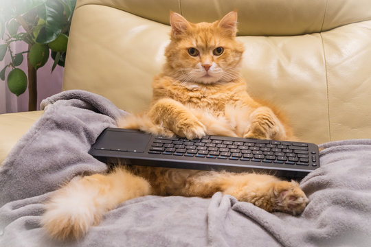 Cat surfing on internet