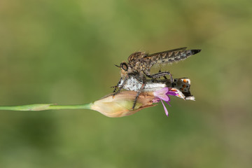 fly on leaf