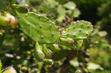 선인장. 백년초. 제주도. 웡령리. 비누. 화장품. 건강기능식품.