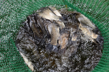 River fish in a green plastic grid in a pond. Fish catch. Carp a