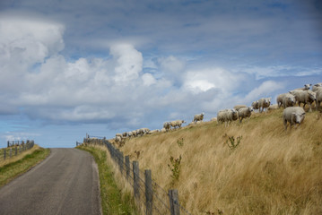 Sheep on the dikes along the coast on Texel