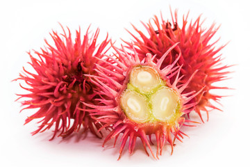 Castor oil plant on white background