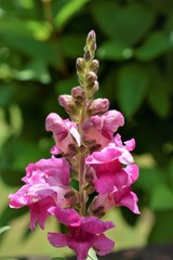 Obraz premium pink flower