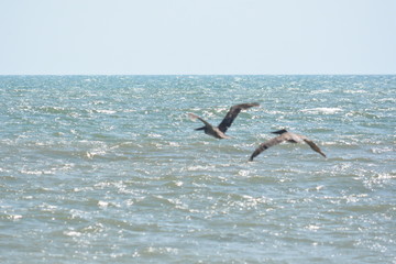 Fototapeta na wymiar Birds of a Feather Pelicans hunting