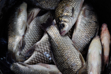 River fish macro photo. Fish catch. Carp and carp. Weed fish.