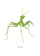 mantodea modliszka