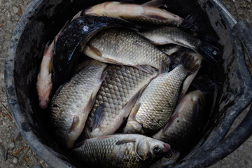 River fish in a plastic bucket. Fish catch. Carp and carp. Weed