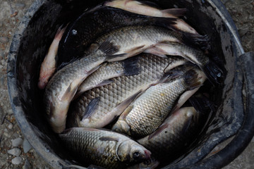 River fish in a plastic bucket. Fish catch. Carp and carp. Weed