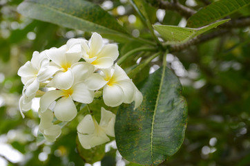 Tropical white flowers Plumeria Rubra on a green tree branch. White Frangipani flower. Close-up
