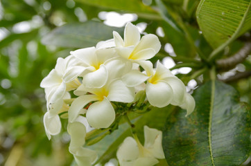 Obraz na płótnie Canvas Tropical white flowers Plumeria Rubra on a green tree branch. White Frangipani flower. Close-up