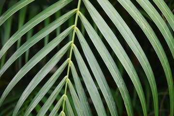 Obraz na płótnie Canvas Tropical palm leaf on a dark green background. Tropical jungle leaves