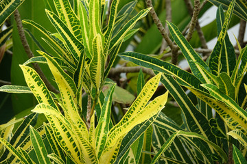 Green and yellow croton plant in a tropical garden. Colorful leaves of tropical crotons © Goldream