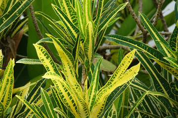 Green and yellow croton plant in a tropical garden. Colorful leaves of tropical crotons © Goldream