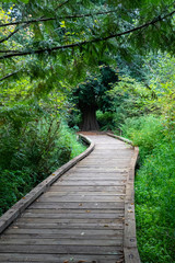 Path through park forest