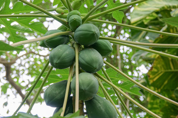 Fruits of green papaya on a tree. A papaya tree with bunch of fruits. Close-up