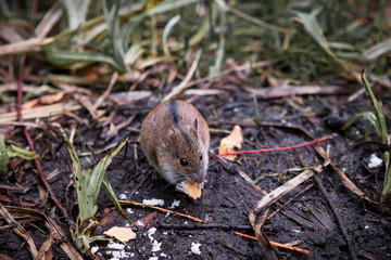 hamster in grass