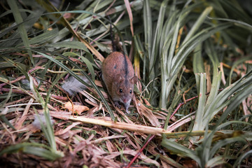 mouse in grass