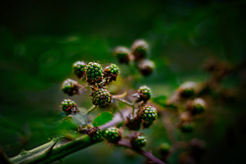 Unreife Brombeeren