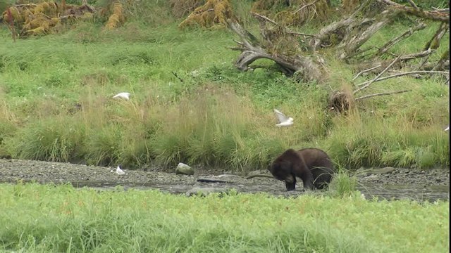 MWS young grizzly trying to catch salmon