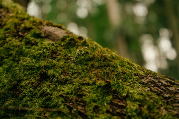 Beautiful closeup of green moss on on tree bark. Beautiful background of moss for wallpaper
