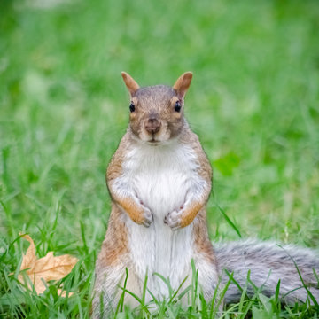 &Eacute;cureuil costaud