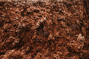 Old dry rotten tree bark texture background