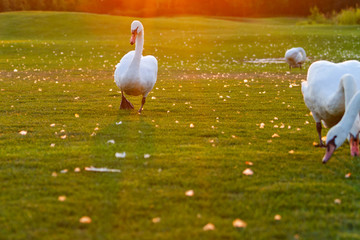 swans walking on a beautiful lawn at sunset