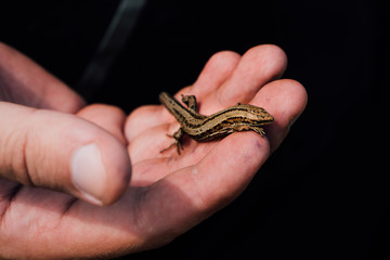Small brown lizard reptile sitting on hand