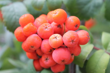 Mountain ash wild berry
