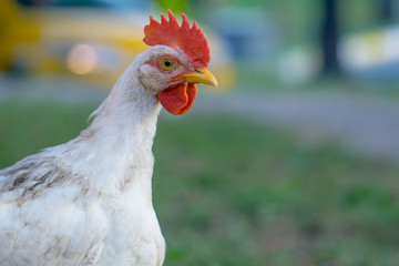 White Cock Looking Angry in City, Traffic behind it