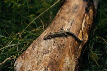 Little brown lizard sitting on old log in nature