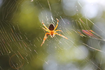 Spider on the web