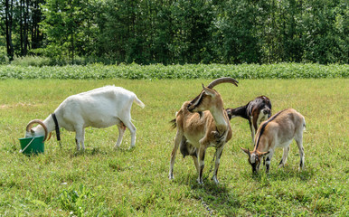 A brown goat that has a large udder smltrit on a white goat that drinks water from a bucket