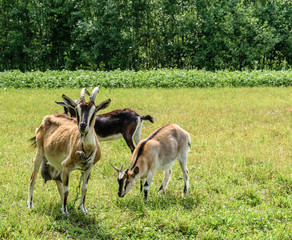 Three goats graze in the meadow. A brown goat with a large udder looks at the camera.